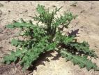 Chardon vulgaire(Cirsium vulgare)_11