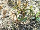 Soya - dicamba (4)_17