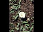 Liseron champs (Convolvulus arvensis)_1