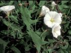 Liseron champs (Convolvulus arvensis)_5