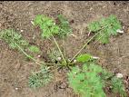 Carotte sauvage(Daucus carota)_3