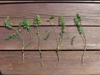 Carotte sauvage(Daucus carota)_8