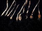 Souchet comestible(Cyperus esculentus)_5