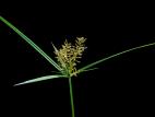 Souchet comestible(Cyperus esculentus)_9