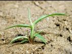 Digitaire astringente(Digitaria ischaemum)_2