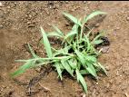 Digitaire astringente(Digitaria ischaemum)_3