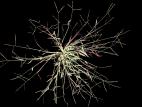 Digitaire astringente(Digitaria ischaemum)_4