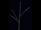 Digitaire astringente(Digitaria ischaemum)_5