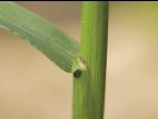 Digitaire astringente(Digitaria ischaemum)_12