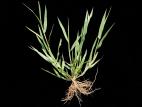 Digitaire astringente(Digitaria ischaemum)_15