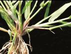 Digitaire astringente(Digitaria ischaemum)_16