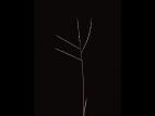 Digitaire astringente(Digitaria ischaemum)_17