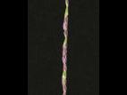 Digitaire astringente(Digitaria ischaemum)_18