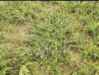 Digitaire astringente(Digitaria ischaemum)_19