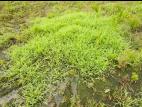 Digitaire astringente(Digitaria ischaemum)_20