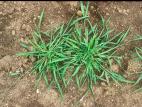 Digitaire astringente(Digitaria ischaemum)_21