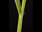 Digitaire astringente(Digitaria ischaemum)_25