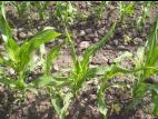Maïs grain et fourrager - dicamba (4)_3