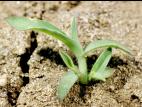Digitaire sanguine(Digitaria sanguinalis)_2