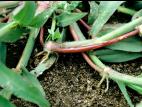 Digitaire sanguine(Digitaria sanguinalis)_4