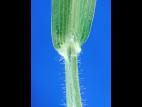 Digitaire sanguine(Digitaria sanguinalis)_5