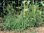 Digitaire sanguine(Digitaria sanguinalis)_8
