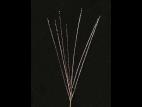 Digitaire sanguine(Digitaria sanguinalis)_12