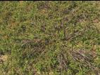 Digitaire sanguine(Digitaria sanguinalis)_14