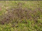 Digitaire sanguine(Digitaria sanguinalis)_16