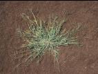 Digitaire sanguine(Digitaria sanguinalis)_21