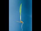 Pied-de-coq(Echinochloa crus-galli)_1
