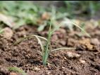 Pied-de-coq(Echinochloa crus-galli)_3