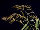 Pied-de-coq(Echinochloa crus-galli)_5