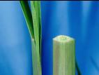 Pied-de-coq(Echinochloa crus-galli)_7