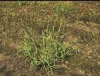 Pied-de-coq(Echinochloa crus-galli)_12
