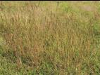 Pied-de-coq(Echinochloa crus-galli)_14