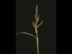 Pied-de-coq(Echinochloa crus-galli)_15