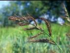 Pied-de-coq(Echinochloa crus-galli)_17