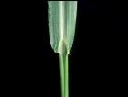 Pied-de-coq(Echinochloa crus-galli)_18