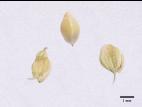 Pied-de-coq(Echinochloa crus-galli)_19