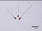 Pied-de-coq(Echinochloa crus-galli)_20
