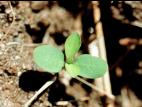 Euphorbe réveille-matin (Euphorbia helioscopia)_1