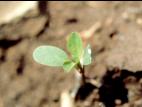 Euphorbe réveille-matin (Euphorbia helioscopia)_2