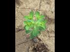 IEuphorbe réveille-matin (Euphorbia helioscopia)_10
