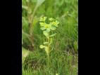 Euphorbe réveille-matin (Euphorbia helioscopia)_20