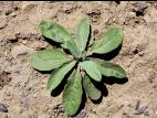 Vélar fausse-giroflée(Erysimum cheiranthoides)_2