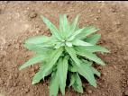 Vélar fausse-giroflée(Erysimum cheiranthoides)_3