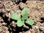 Vélar fausse-giroflée(Erysimum cheiranthoides)_7