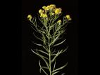 Verge d'or à feuilles de graminée(Euthamia graminifolia)_11