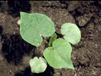 Sarrasin commun (Fagopyrum esculentum)_3
